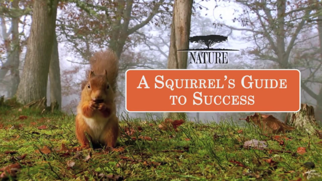 A picture of a squirrel standing in a forest.
